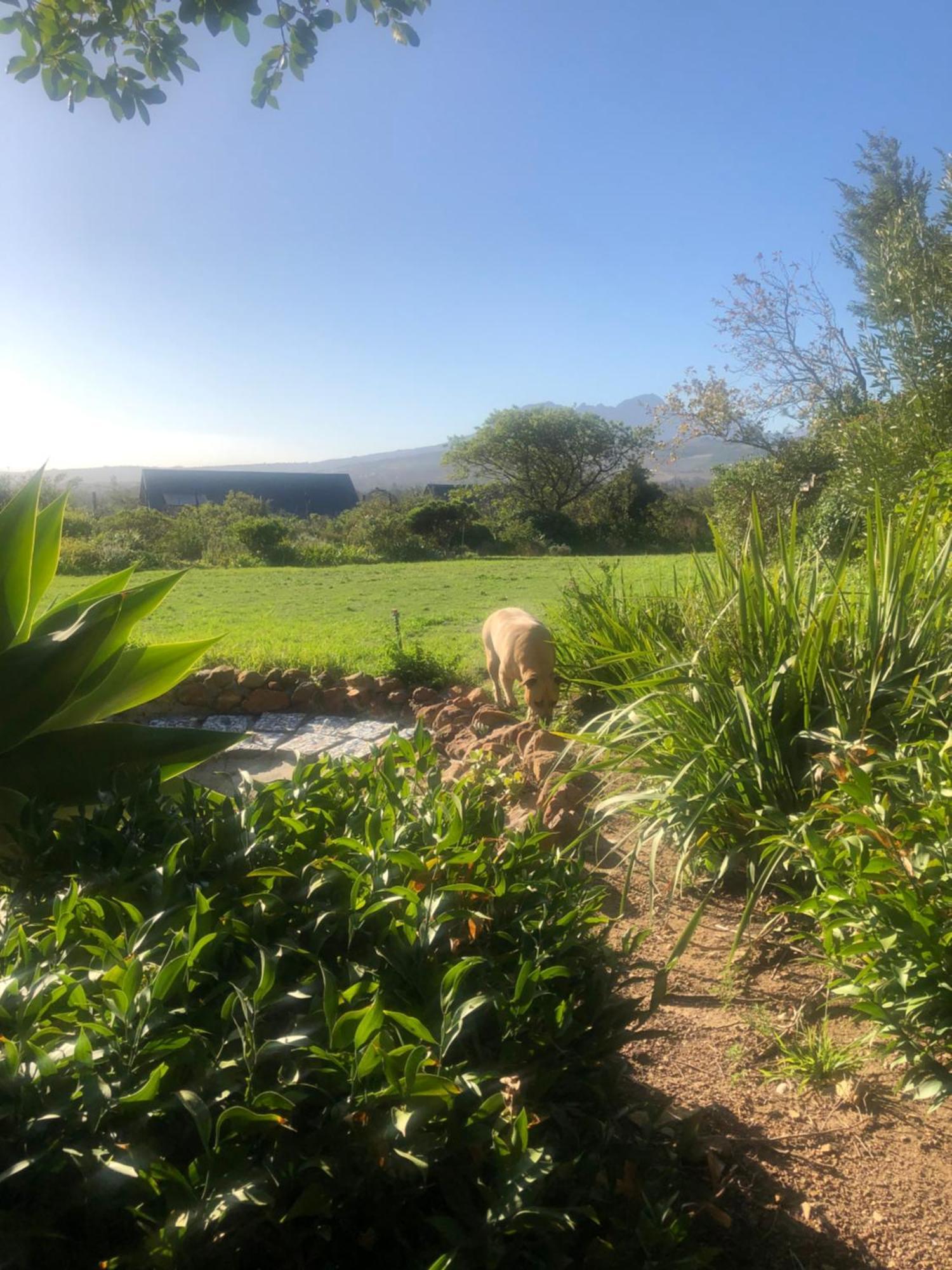 Watermill Studios Gordonʼs Bay Kültér fotó